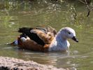 Orinoco Goose (WWT Slimbridge May 2013) - pic by Nigel Key